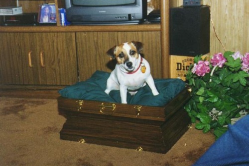 Pet bed